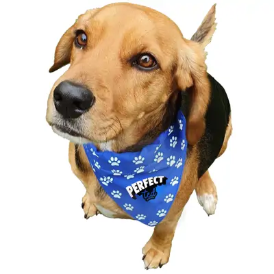 Dog Bandana